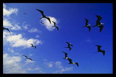 Frigate birds in flight, Galapagos